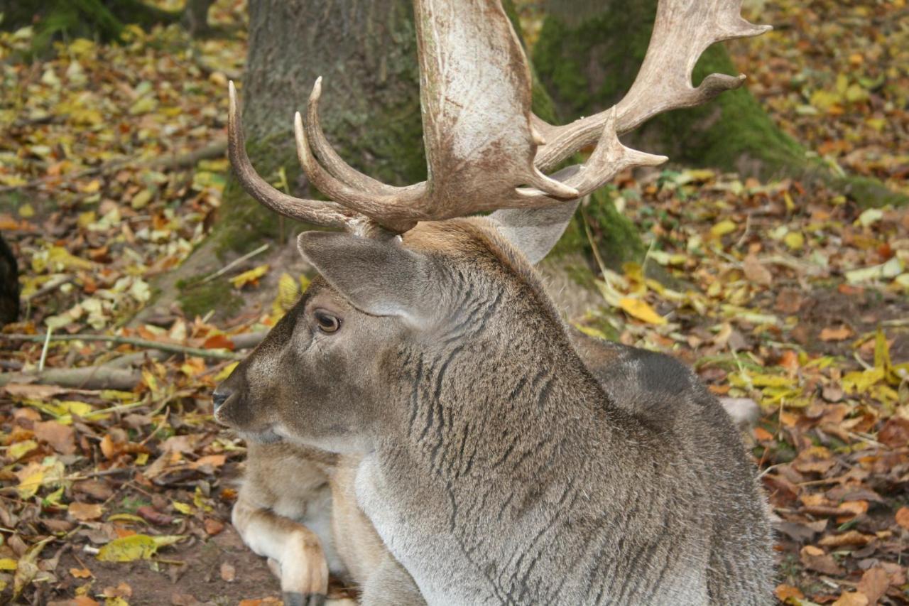 Alter Kornspeicher Ermsleben Bagian luar foto